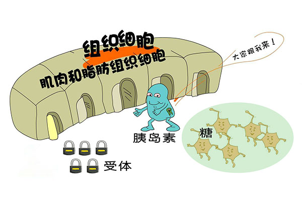 <a href='http://www.zkydsb.com/zskt-tnb/127.html' target='_blank'><u>胰岛素抵抗</u></a>的机制